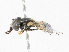  ( - CBG-A16678-B10)  @11 [ ] CreativeCommons - Attribution Share-Alike (2023) CBG Photography Group Centre for Biodiversity Genomics