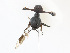  (Diopsis nr. circularis - CBG-A16678-E10)  @11 [ ] CreativeCommons - Attribution Share-Alike (2023) CBG Photography Group Centre for Biodiversity Genomics