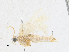  (Pseudocatharylla argenticilia - CBG-A16680-C03)  @11 [ ] CreativeCommons - Attribution Share-Alike (2023) CBG Photography Group Centre for Biodiversity Genomics