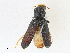 ( - CBG-A16681-G11)  @11 [ ] CreativeCommons - Attribution Share-Alike (2023) CBG Photography Group Centre for Biodiversity Genomics
