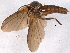  ( - BIOUG02763-G04)  @13 [ ] CreativeCommons - Attribution (2012) CBG Photography Group Centre for Biodiversity Genomics