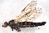  ( - BIOUG02763-G09)  @13 [ ] CreativeCommons - Attribution (2012) CBG Photography Group Centre for Biodiversity Genomics