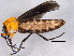  (Dilophus spinipes - BIOUG02763-H09)  @14 [ ] CreativeCommons - Attribution (2012) CBG Photography Group Centre for Biodiversity Genomics