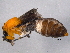  ( - BIOUG02763-H11)  @13 [ ] CreativeCommons - Attribution (2012) CBG Photography Group Centre for Biodiversity Genomics