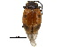  ( - BIOUG02947-G01)  @11 [ ] CreativeCommons - Attribution (2018) CBG Photography Group Centre for Biodiversity Genomics