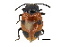  ( - BIOUG02948-B01)  @11 [ ] CreativeCommons - Attribution (2018) CBG Photography Group Centre for Biodiversity Genomics