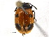  ( - BIOUG02948-B05)  @11 [ ] CreativeCommons - Attribution (2018) CBG Photography Group Centre for Biodiversity Genomics