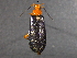  ( - BIOUG02947-G03)  @13 [ ] CreativeCommons - Attribution (2012) CBG Photography Group Centre for Biodiversity Genomics
