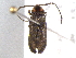  (Lucidota punctata - BIOUG02947-F08)  @14 [ ] CreativeCommons - Attribution (2012) CBG Photography Group Centre for Biodiversity Genomics