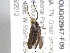  ( - BIOUG02947-F09)  @13 [ ] CreativeCommons - Attribution (2012) CBG Photography Group Centre for Biodiversity Genomics