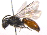  (Sphecodes cf. smilacinae - BIOUG02949-E07)  @14 [ ] CreativeCommons - Attribution (2012) CBG Photography Group Centre for Biodiversity Genomics
