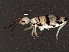 ( - BIOUG04778-F12)  @14 [ ] CreativeCommons - Attribution (2013) CBG Photography Group Centre for Biodiversity Genomics