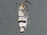  ( - BIOUG04831-B03)  @14 [ ] CreativeCommons - Attribution (2013) CBG Photography Group Centre for Biodiversity Genomics