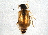  (Attalus terminalis - BIOUG03582-D08)  @15 [ ] CreativeCommons - Attribution (2013) CBG Photography Group Centre for Biodiversity Genomics