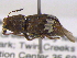  ( - BIOUG04006-E08)  @13 [ ] CreativeCommons - Attribution (2013) CBG Photography Group Centre for Biodiversity Genomics