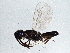  ( - BIOUG04234-D06)  @13 [ ] CreativeCommons - Attribution (2013) CBG Photography Group Centre for Biodiversity Genomics