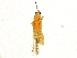  (Frankliniella tritici - BIOUG04056-H04)  @15 [ ] CreativeCommons - Attribution (2013) CBG Photography Group Centre for Biodiversity Genomics