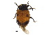  ( - BIOUG03582-G03)  @11 [ ] CreativeCommons - Attribution (2018) CBG Photography Group Centre for Biodiversity Genomics