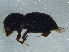  ( - BIOUG03582-H04)  @12 [ ] CreativeCommons - Attribution (2013) CBG Photography Group Centre for Biodiversity Genomics