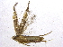  ( - BIOUG04517-D04)  @12 [ ] CreativeCommons - Attribution (2013) CBG Photography Group Centre for Biodiversity Genomics