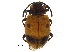  ( - BIOUG04545-G01)  @11 [ ] CreativeCommons - Attribution (2018) CBG Photography Group Centre for Biodiversity Genomics