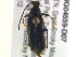  ( - BIOUG04559-D07)  @13 [ ] CreativeCommons - Attribution (2013) CBG Photography Group Centre for Biodiversity Genomics