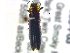  ( - BIOUG04559-F03)  @12 [ ] CreativeCommons - Attribution (2013) CBG Photography Group Centre for Biodiversity Genomics