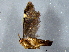 ( - BIOUG02884-H11)  @12 [ ] CreativeCommons - Attribution (2012) CBG Photography Group Centre for Biodiversity Genomics
