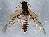  ( - BIOUG04545-D02)  @13 [ ] CreativeCommons - Attribution (2013) CBG Photography Group Centre for Biodiversity Genomics