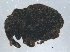  (Cnemogonini - BIOUG04723-C12)  @14 [ ] CreativeCommons - Attribution (2013) CBG Photography Group Centre for Biodiversity Genomics