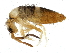  ( - BIOUG04769-C05)  @15 [ ] CreativeCommons - Attribution (2013) CBG Photography Group Centre for Biodiversity Genomics
