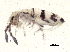  ( - BIOUG04811-F06)  @14 [ ] CreativeCommons - Attribution (2013) CBG Photography Group Centre for Biodiversity Genomics