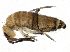  ( - BIOUG04833-G07)  @15 [ ] CreativeCommons - Attribution (2013) CBG Photography Group Centre for Biodiversity Genomics