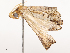  (Salia lyceus - CBG-B23324-C10)  @11 [ ] CreativeCommons - Attribution Share - Alike (2025) CBG Photography Group Centre for Biodiversity Genomics