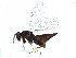  (Aprostocetus meltoftei - BIOUG07768-E02)  @14 [ ] CreativeCommons - Attribution (2015) CBG Photography Group Centre for Biodiversity Genomics