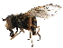  (Syrphus attenuatus - BIOUG08898-D09)  @15 [ ] CreativeCommons - Attribution (2015) CBG Photography Group Centre for Biodiversity Genomics