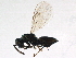 ( - BIOUG09105-B10)  @13 [ ] CreativeCommons - Attribution (2015) CBG Photography Group Centre for Biodiversity Genomics