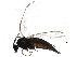  ( - BIOUG15483-G05)  @13 [ ] CreativeCommons - Attribution (2015) CBG Photography Group Centre for Biodiversity Genomics
