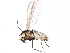  (Parakiefferiella bathophila - BIOUG15528-B06)  @14 [ ] CreativeCommons - Attribution (2015) CBG Photography Group Centre for Biodiversity Genomics