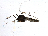  ( - BIOUG15578-A06)  @12 [ ] CreativeCommons - Attribution (2015) CBG Photography Group Centre for Biodiversity Genomics