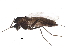  (Smittia sp. 6ES - BIOUG15605-D12)  @13 [ ] CreativeCommons - Attribution (2015) CBG Photography Group Centre for Biodiversity Genomics