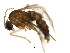  ( - BIOUG04579-A06)  @13 [ ] CreativeCommons - Attribution (2016) CBG Photography Group Centre for Biodiversity Genomics