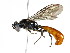  (Trypoxylon sp. aff. xenophon - BIOUG05145-B06)  @14 [ ] CreativeCommons - Attribution (2013) CBG Photography Group Centre for Biodiversity Genomics