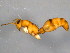  ( - BIOUG04583-G09)  @13 [ ] CreativeCommons - Attribution (2013) CBG Photography Group Centre for Biodiversity Genomics
