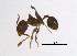  (Pheidole nitidicollis - BIOUG05058-G12)  @14 [ ] CreativeCommons - Attribution (2013) CBG Photography Group Centre for Biodiversity Genomics