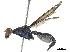  (Scipopus uniformis - BIOUG19238-G07)  @11 [ ] CreativeCommons - Attribution (2019) CBG Photography Group Centre for Biodiversity Genomics