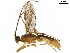  (Aleiodes Malaise8733 - BIOUG19143-E07)  @14 [ ] CreativeCommons - Attribution (2019) CBG Photography Group Centre for Biodiversity Genomics