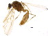  (Pheidole deceptrix - BIOUG19414-A12)  @12 [ ] CreativeCommons - Attribution (2015) CBG Photography Group Centre for Biodiversity Genomics