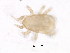  (Iphidozercon sp. JCS13 - BIOUG19416-C01)  @11 [ ] CreativeCommons - Attribution (2016) CBG Photography Group Centre for Biodiversity Genomics