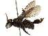  ( - BIOUG19609-A12)  @13 [ ] CreativeCommons - Attribution (2015) CBG Photography Group Centre for Biodiversity Genomics